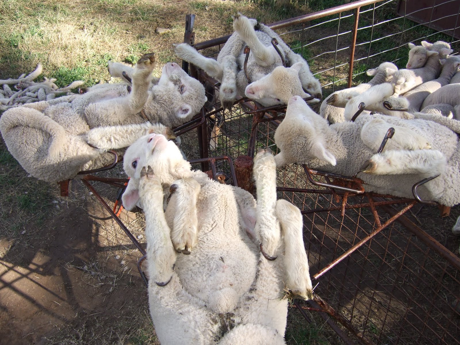 K T 's Farm Life Lamb Marking