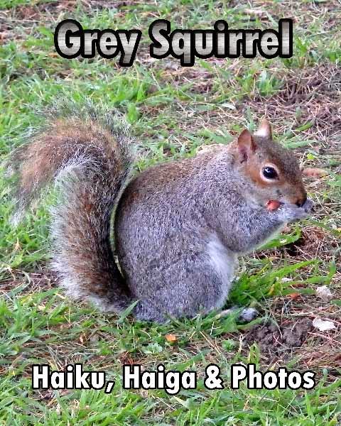 Grey Squirrel - Haiku & Contemporary Haiga