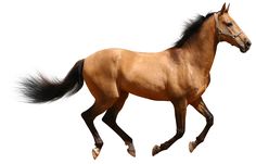horse images