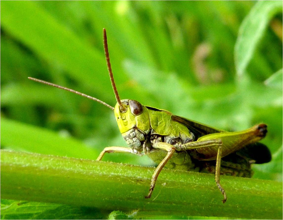 Insects of Scotland: Grasshoppers