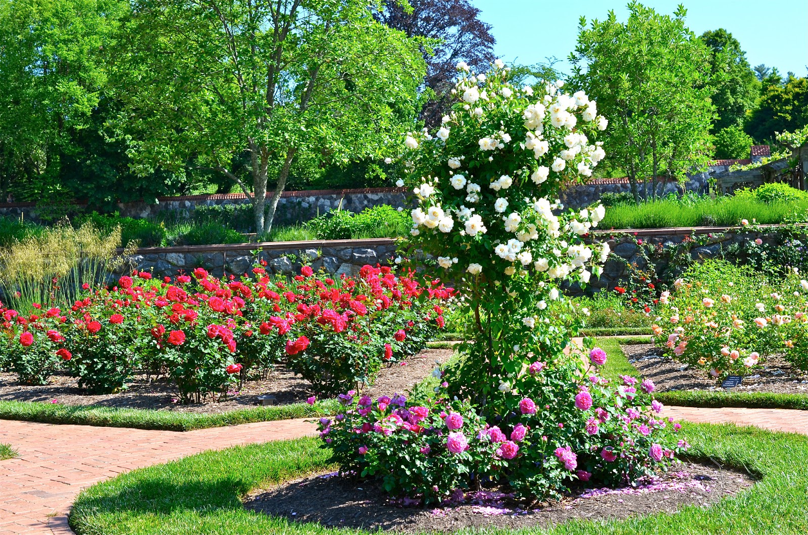 Most Beautiful Rose Gardens In The World