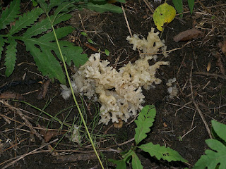 Clavaires blanches et assimilées du Québec Clavaires blanches et assimilées du Québec