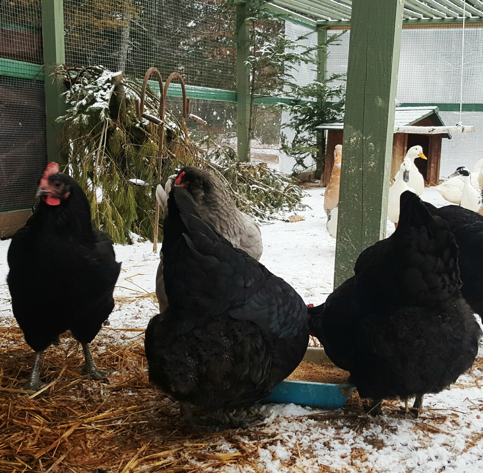 How to Winterize your Chicken Run Fresh Eggs Daily® with Lisa Steele