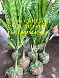 Cung cấp cây giống cau: Cau tứ quý, cau tứ thời, cau lai, cau liên phòng, cau lùn chuẩn, giá tốt Cung cấp cây giống cau: Cau tứ quý, cau tứ thời, cau lai, cau liên phòng, cau lùn chuẩn, giá tốt