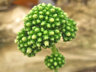 Crassula cotyledonis