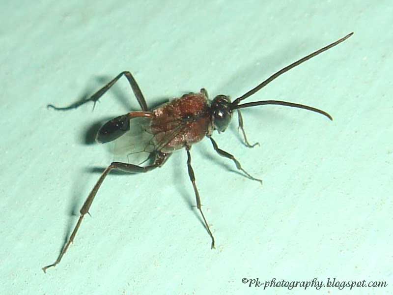 Evaniidae Ensign Wasps Nature, Cultural, and Travel Photography Blog