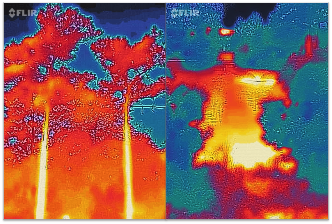 Why were the trees "hot" in one image but "cold" in another?