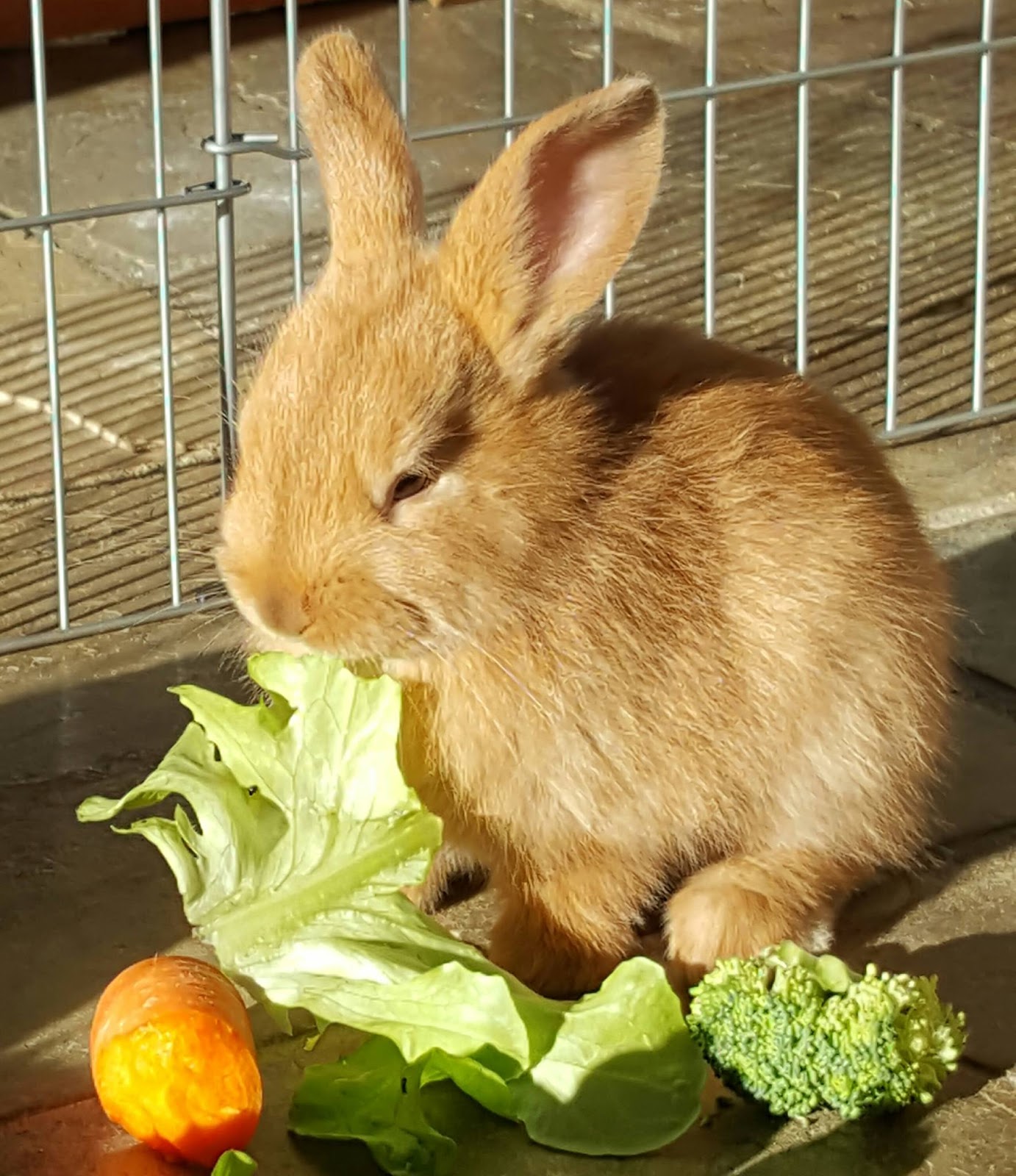 Rabbit Rescue Sanctuary BABY RABBITS FOR ADOPTION IN TWEED HEADS