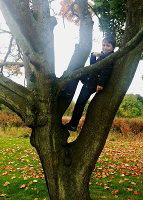 Boy in Tree