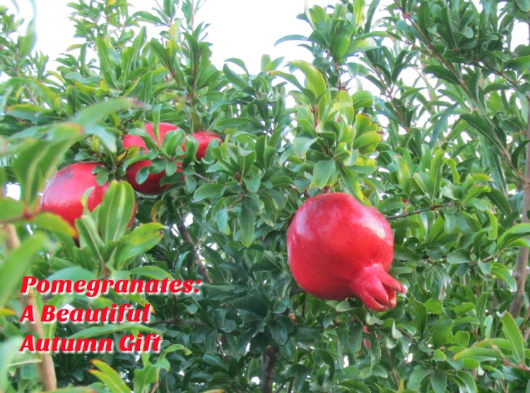 Pomegranates on the Tree, © B. Radisavljevic Pomegranates: A Beautiful Autumn Gift