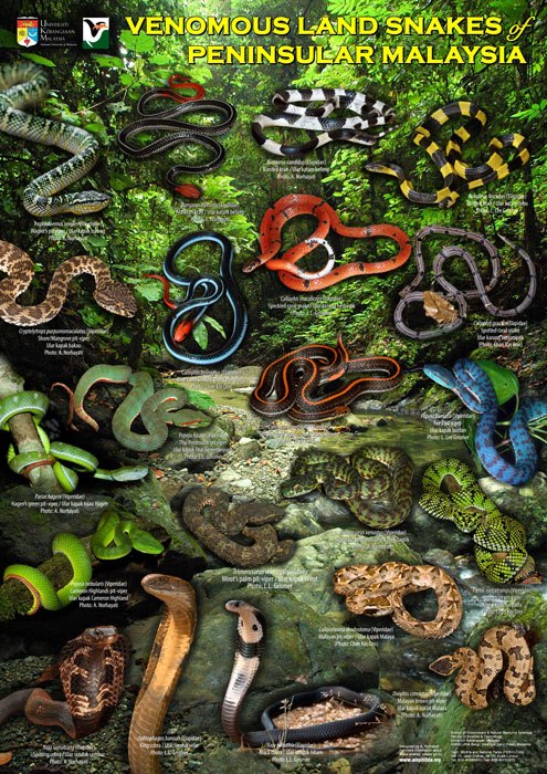Герпетология изучает. Плакат змеи. Герпетология это наука. Летающие змеи фауна.