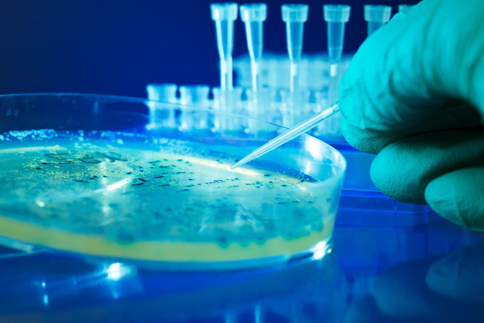 stem cells stem cells