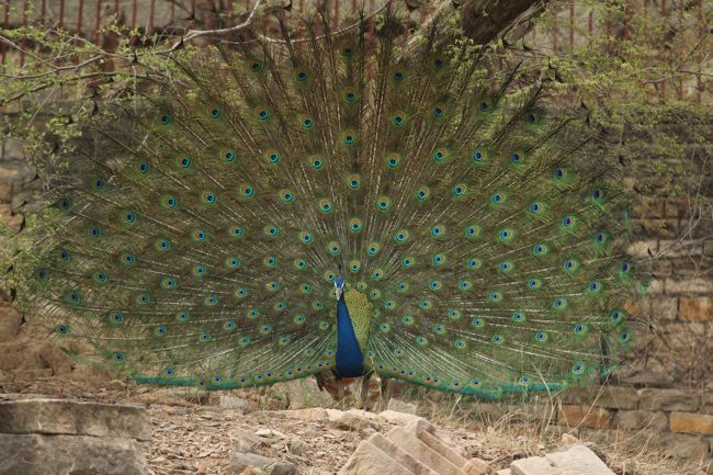 Peacock At Bateshwar Temple Peacock At Bateshwar Temple