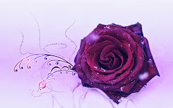 purple rose wallpapers flowers