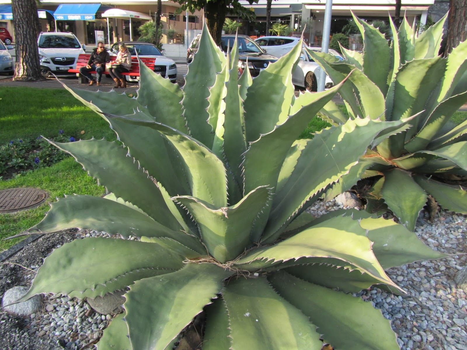Agave : Come Riconoscere le Diverse Specie - Con Foto e Descrizione 