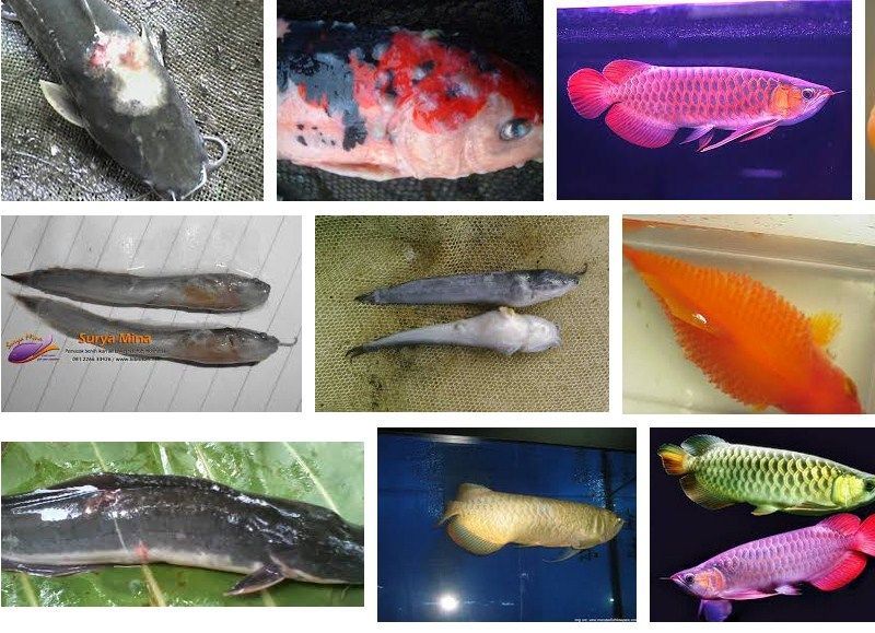 Gambar Penyakit Jamur Pada Ikan Hias dan Gurame