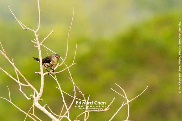 juvenile Asian Glossy Starlings