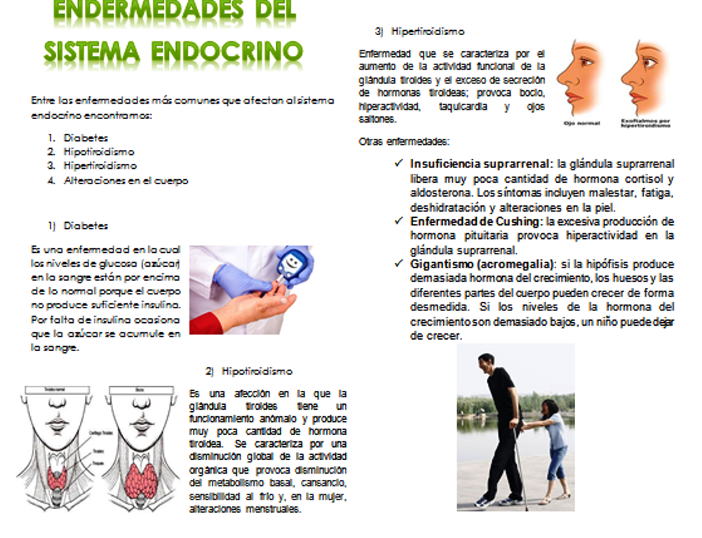 4 enfermedades del sistema endocrino 4 enfermedades del sistema endocrino
