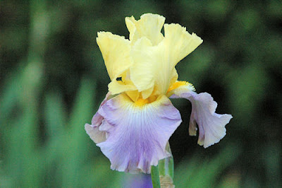 Photo Friday on Sunday - Splendid Iris - May 29, 2011
