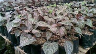 Manfaat Dan Kegunaan Daun Sirih Merah Bagi Kesehatan Manfaat Dan Kegunaan Daun Sirih Merah Bagi Kesehatan