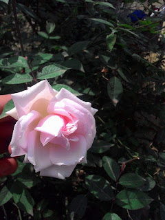 thuoc bao quan hoa tuoi