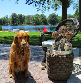 Cricket,, Golden Retreiver, Pier 1 Imports Wicker Swivel Chair. Wicker Planter, Tin serving Tray, Wicker and Tin Serving Tray