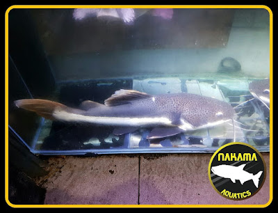 Catfish (Order Siluriformes)