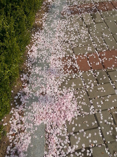 Cherry blossoms on the floor