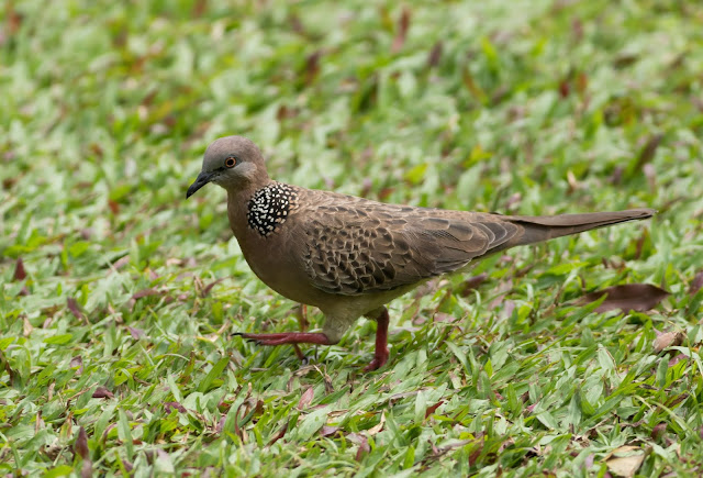 Spotted Dove - Singapore Botanic Gardens Spotted Dove - Singapore Botanic Gardens