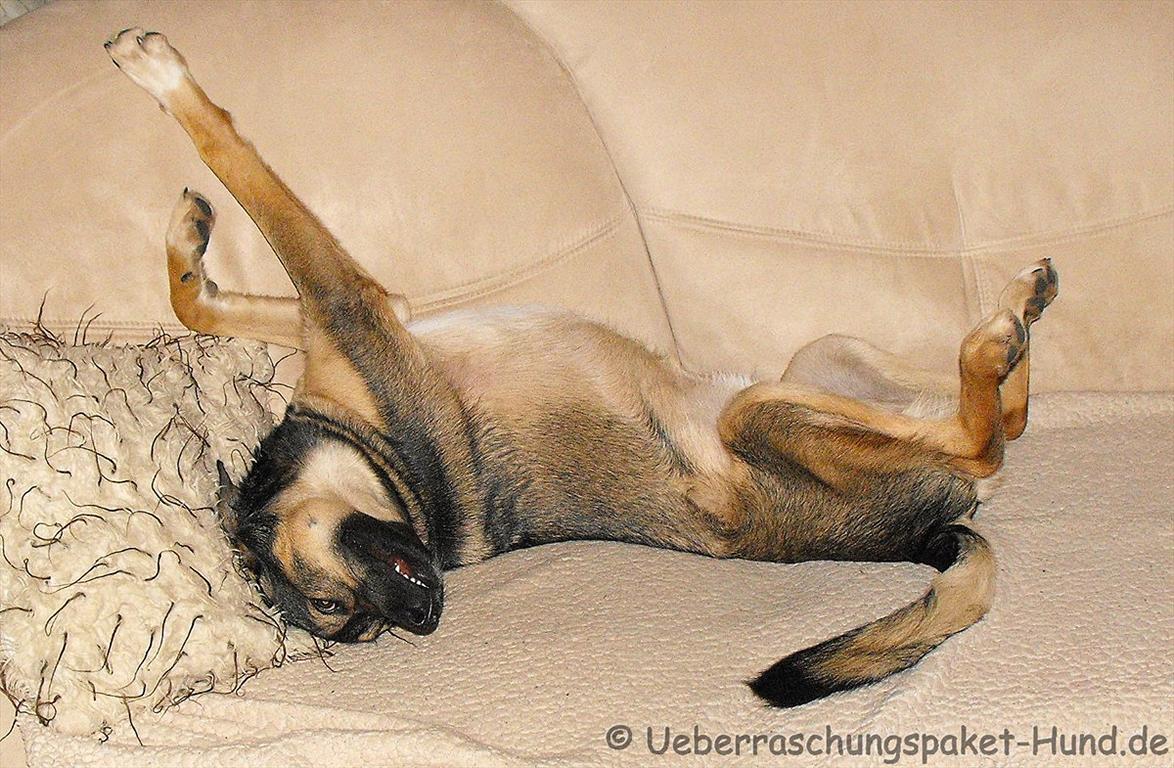 Überraschungspaket Hund ein Hundeblog der zeigt, wie unterschiedlich