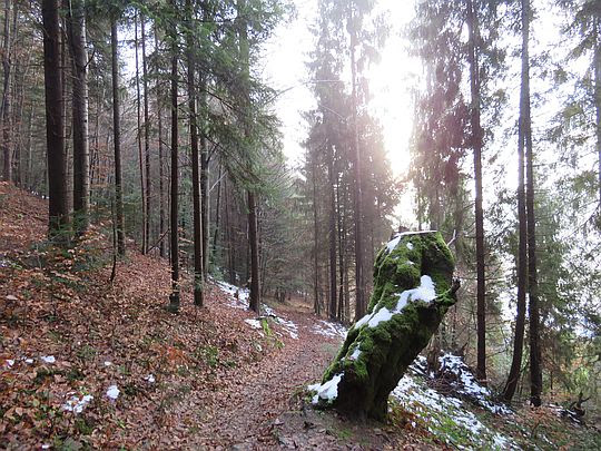 Szlak trawersuje zalesiony stok. Szlak trawersuje zalesiony stok.