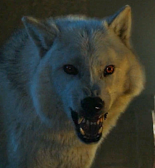 Lobo Blanco de Jon Nieve Lobo Blanco de Jon Nieve