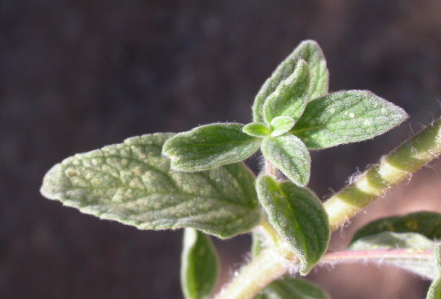 Oregano Benefits and Side Effects Oregano Benefits and Side Effects