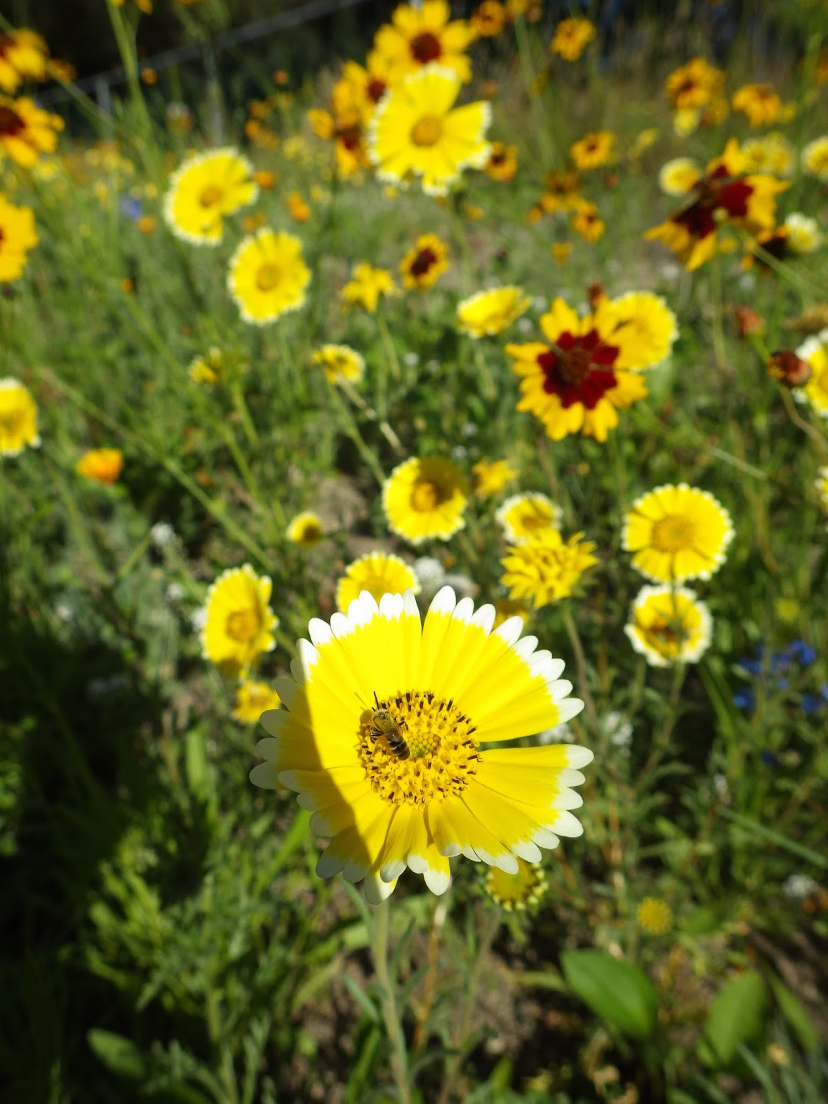 Daisy Bloom Leak: A Gardener'S Dream Come True? - 5qeqv4b
