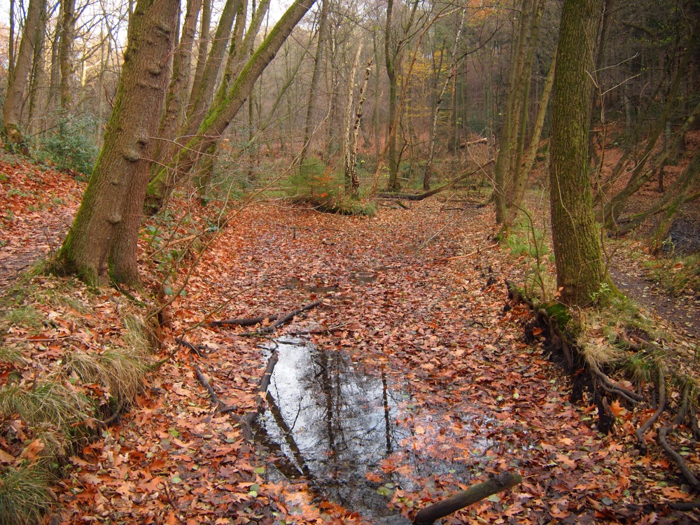 Tagebuch eines Herumtreibers Drei Teiche in Witten