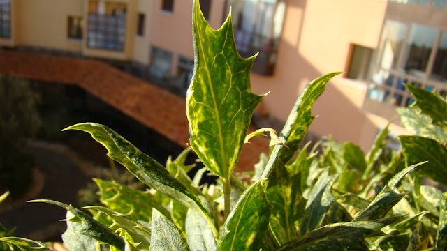 Osmantus o falso acebo (Osmanthus heterophyllus 'Goshiki').