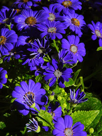 Blue Florist's Cineraria Allan Gardens Conservatory 2015 Spring Flower Show by garden muses-not another Toronto gardening blog 