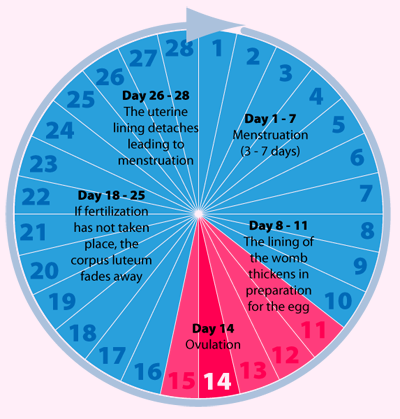 Menstrual Cycle What Every Woman Should Know Maternity Department