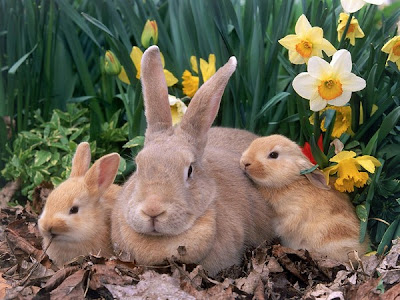 التكاثر عند الحيوانات الولودة - الأرنب