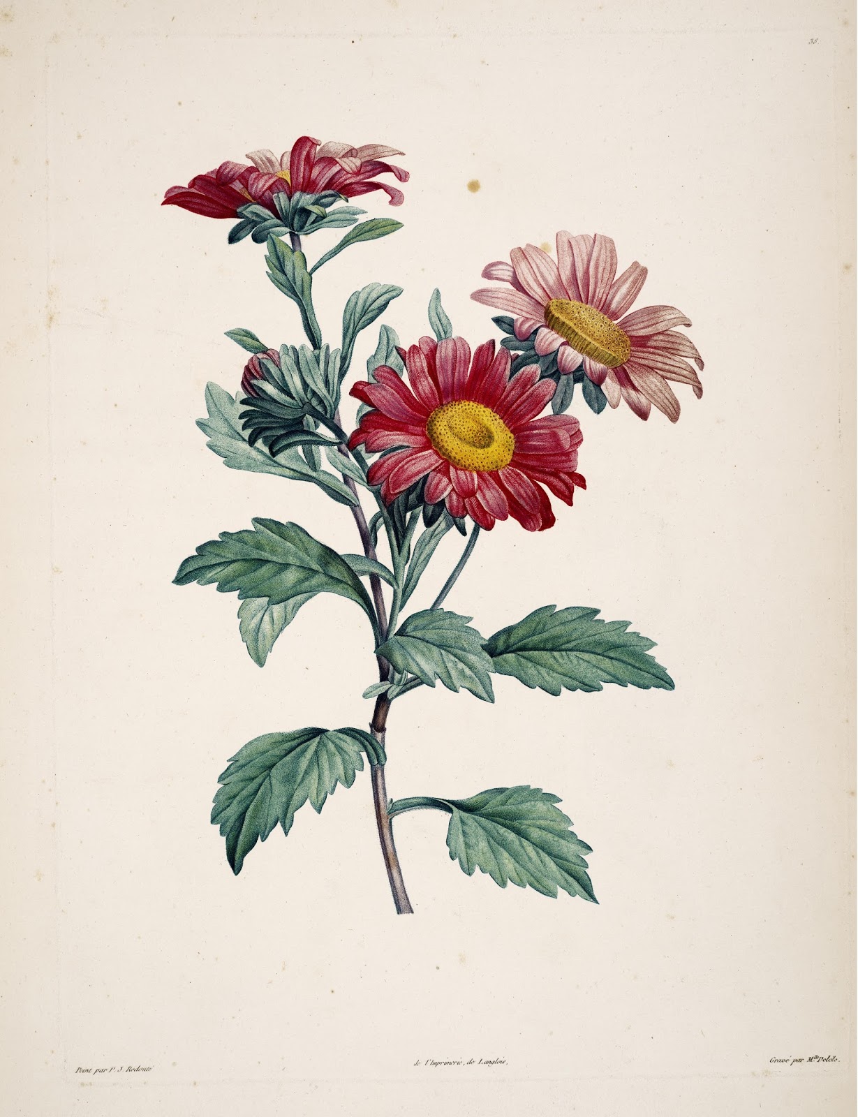 Biodiversity Heritage Library Book of the Week Botanical Illustrations