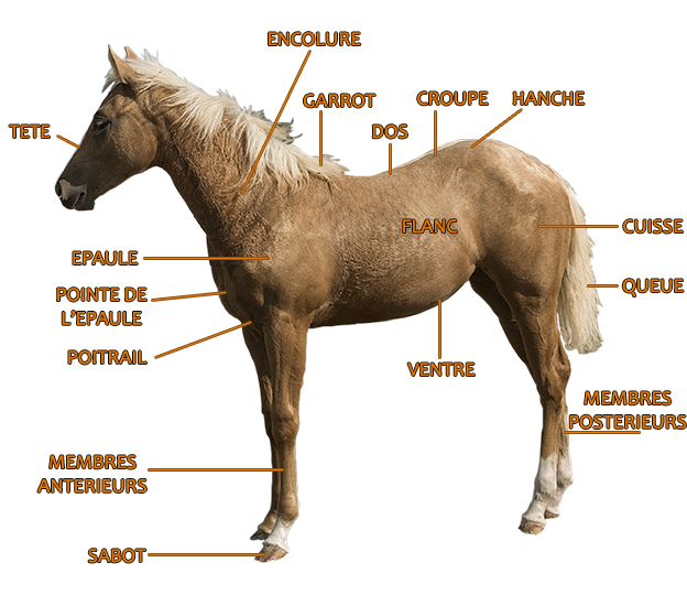 French Vocabulary Illustrated garrot (cheval)