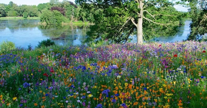 Praderas de flores de plantas anuales y vivaces en Trentham Gardens