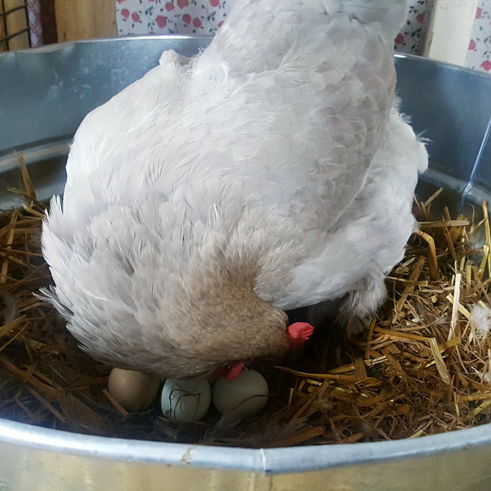 Гнезда для курей с яйцесборником. Поделка курица. Яйцо пасха. Курица-наседка. Пасхальная подставка для яйца.