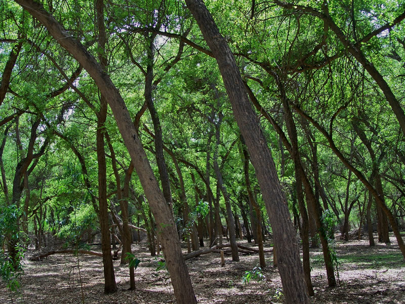 tropical seasonal forest