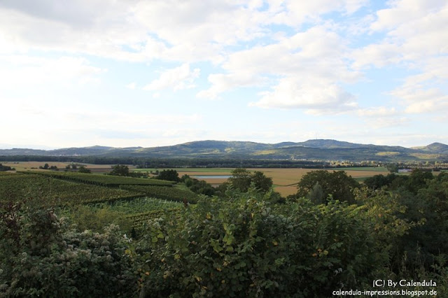 Tuniberg Blick zum Kaiserstuhl