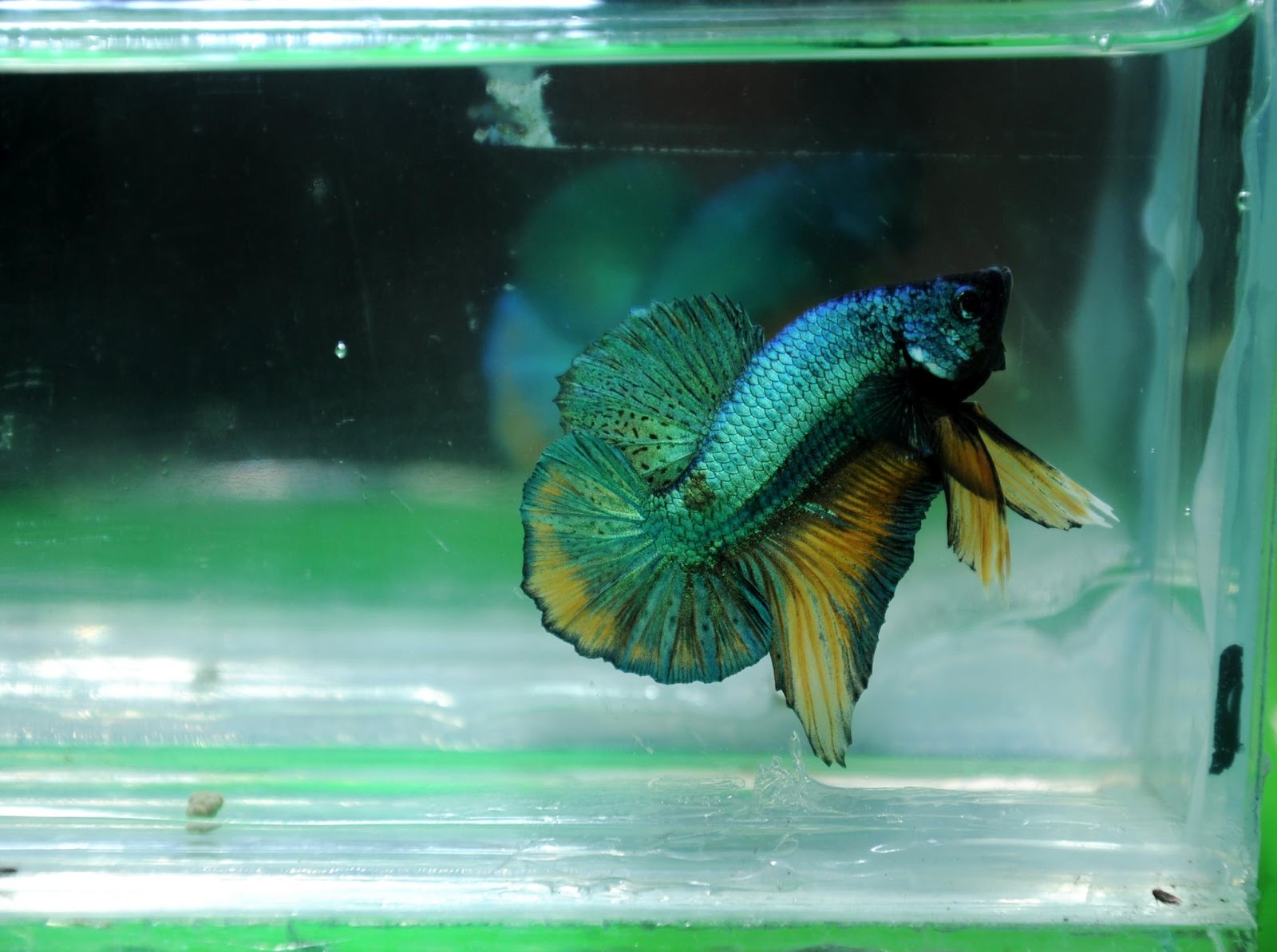All about betta fish mustard gas betta halfmoon plakat (hmpk)