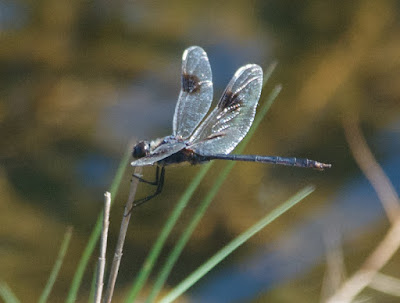 Four-spotted Pennant (Brachymesia gravida) Four-spotted Pennant (Brachymesia gravida)