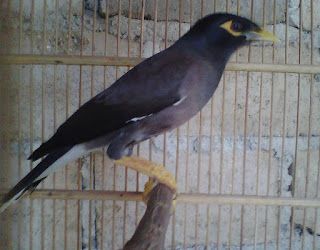 jalak nias jantan jalak nias jantan