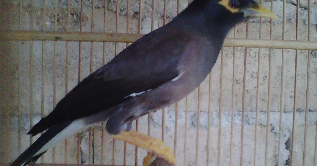 Melihat Ciri Burung Jalak Nias Jantan