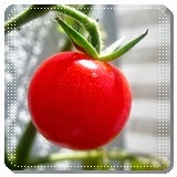 Cara Diet dengan Tomat